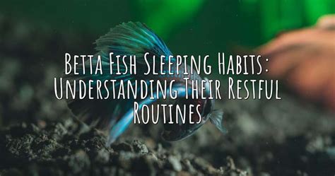 Betta Fish Sleeping Habits: Understanding Their Restful Routines – Aqua Revolt