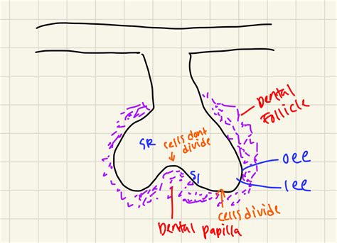 OCB02-1009-Early tooth development/Late tooth development/Tooth ...