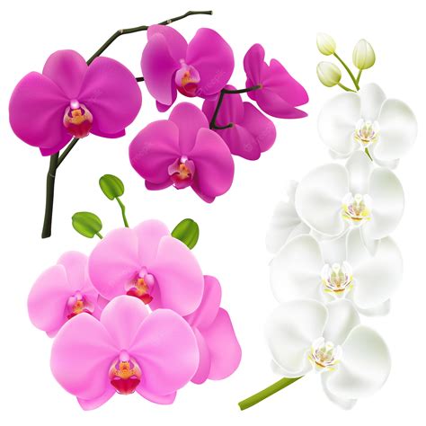 Orchids Clipart, Transparent PNG Clipart Images Free Download - Clip Art Library