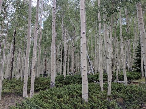 Pando Forest, Utah – Jeremy Felt