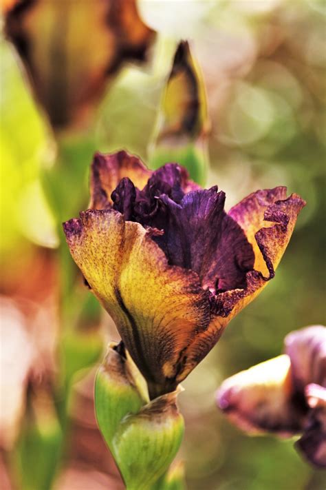 Purple And Yellow Iris Bud Free Stock Photo - Public Domain Pictures