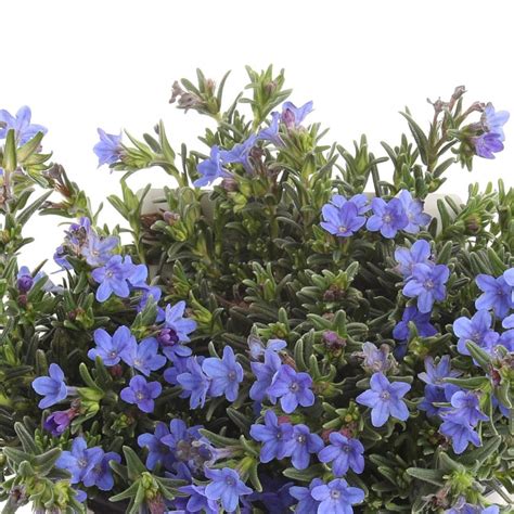 Lithodora — Kawahara Nurseries