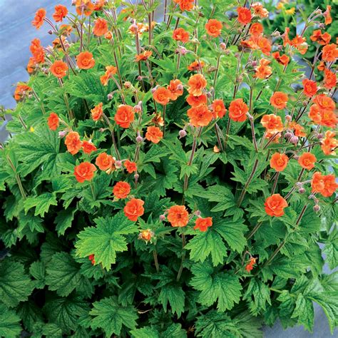 Geum RUSTICO™ ‘Orange’ | TERRA NOVA® Nurseries, Inc.