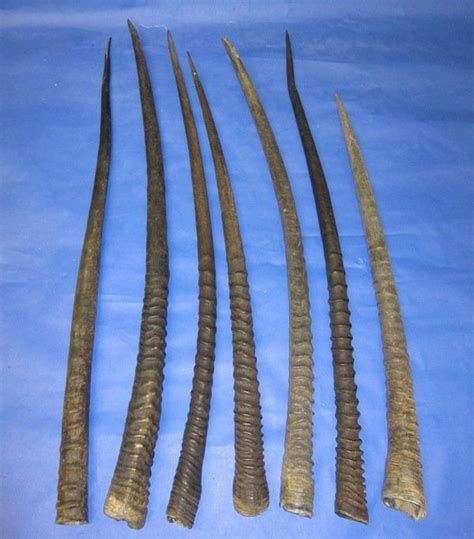 Gemsbok Horns for Sale Wholesale measuring 32 inches long and Under ...