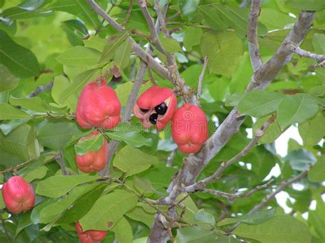 Ackee tree stock photo. Image of food, leaf, jamaican - 55389816