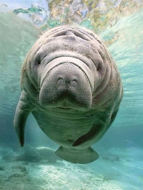 Cute Manatees