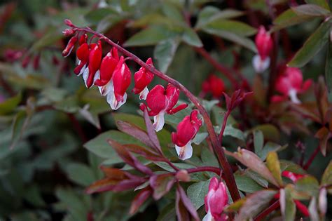 Valentine Bleeding Heart (Dicentra spectabilis 'Hordival') in Edmonton ...