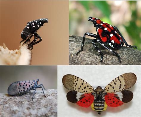 See it? Squish it! Fighting the invasive spotted lanternfly | News, Sports, Jobs - Adirondack ...