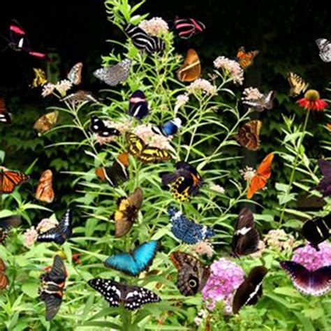 butterfly garden park near me - Cristopher Boehm