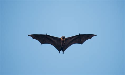 Bats offer clues to treating COVID-19