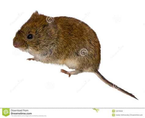 Vole clipart 20 free Cliparts | Download images on Clipground 2024