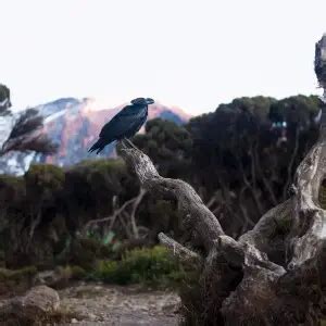 White-necked raven - Facts, Diet, Habitat & Pictures on Animalia.bio