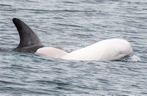 Rare Albino Dolphin Calf Brightens Up Monterey Bay | Discovery Blog ...