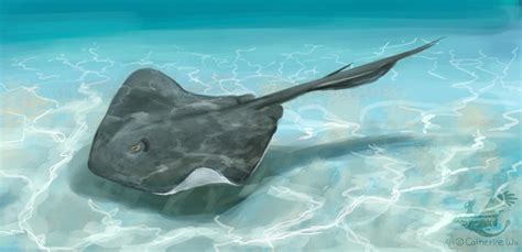 Southern Stingray by Ankyloce on DeviantArt