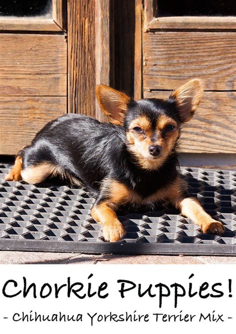 Chorkie Breed Traits, Behaviors and Care Guide