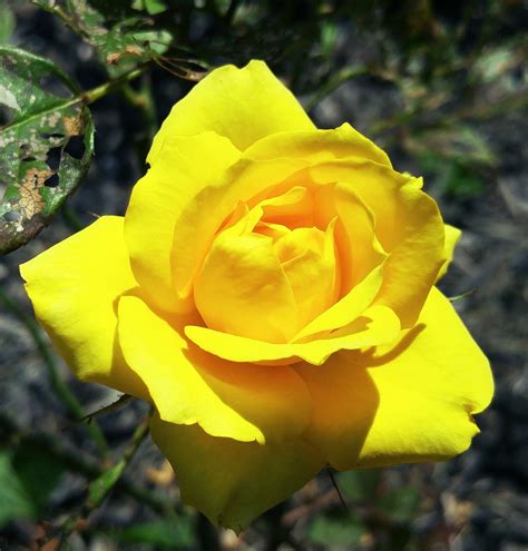 Yellow Mini Rose Ohio - Free photo on Pixabay - Pixabay