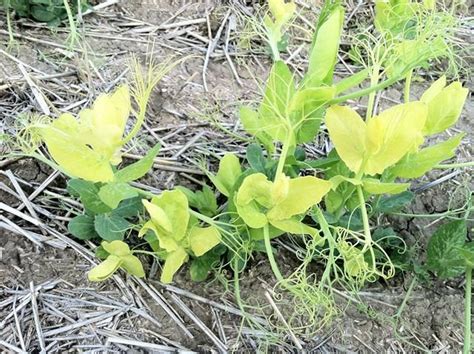 Sulfur Deficiency - MSU Extension Soil Fertility | Montana State University