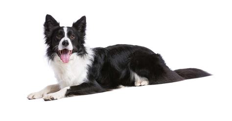 Preparing Your Home For A Border Collie - https://bordercolliedude.com/