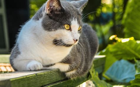 Hermoso Gato en el Jardín - Fondos de Pantalla HD - Wallpapers HD