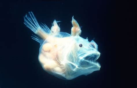 Anglerfish: Biology, bioluminescence and lifecycle | Live Science