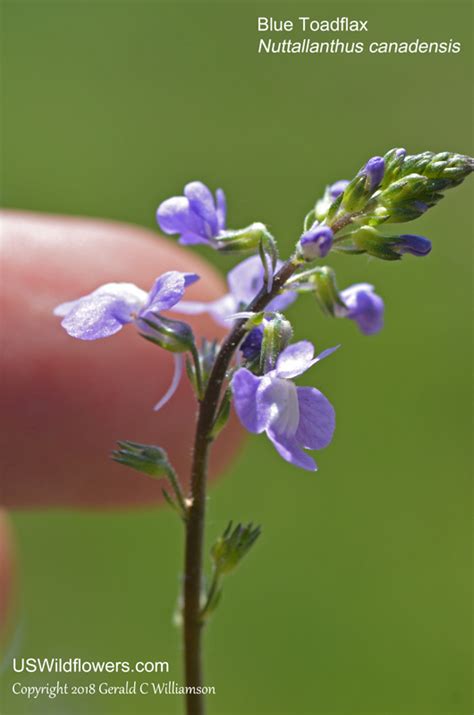 Fall Wildflowers In Ohio | Best Flower Site