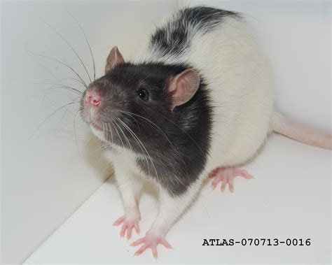 File:Whiskers of the Hooded Lister Rat ATLAS | Pet rats, Animals, Pets