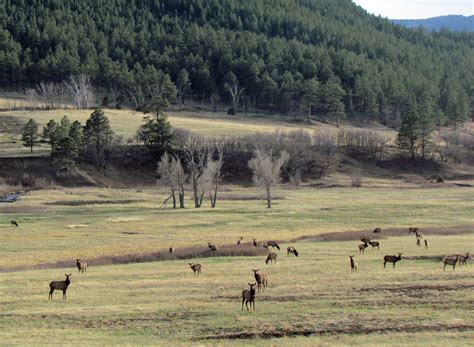 Elk Herd: Tercio Ranch: South of Stonewall, Colorado (CO) | Flickr