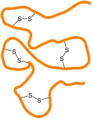 biochemistry - What are the functions of disulphide bonds? - Biology Stack Exchange