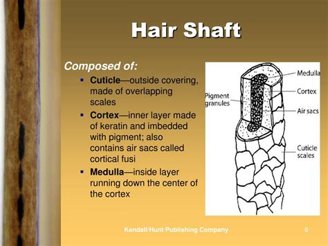 PPT - Chapter 5: Hair PowerPoint Presentation, free download - ID:3531205