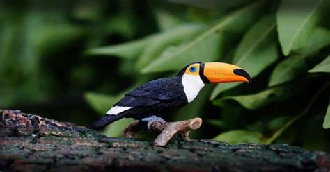 What Does Toucan Eat? - Learn About Nature