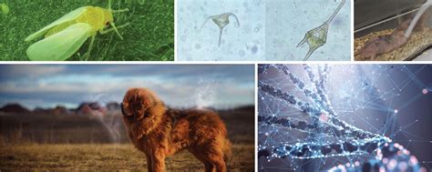 Our Favorite Genetics Stories of 2021 | The Scientist Magazine®