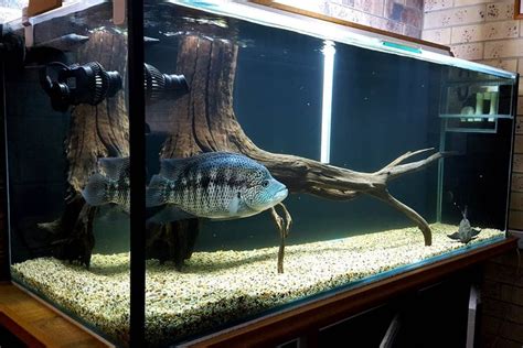 Wolf Cichlid (dovii cichlid): Care, Size, Tank Mates…