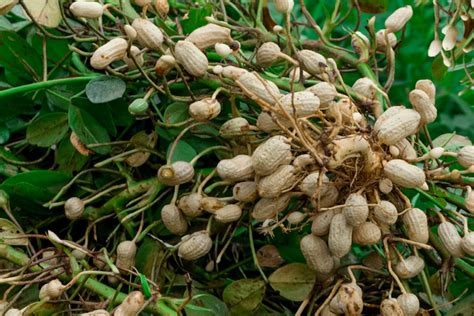 How to Grow and Care for Peanut Plants