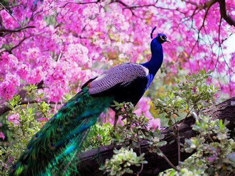 Top 100+ Most Beautiful and Colorful Pictures Of Peacock HD Images Free Download - Trends 2024