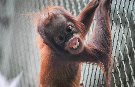 LOOK: Chester Zoo studies orangutan dental health to protect wild counterparts - North Wales Live