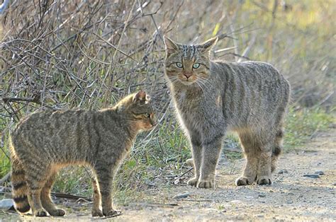 Felis silvestris - Türkiye Yaban Hayatı