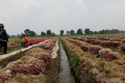 Tips Merawat Tanaman Bawang Merah Pada Saat Musim Hujan Agar Tumbuh Dengan Bagus - Indramayu Hits