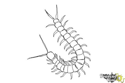 How to Draw a Centipede - DrawingNow