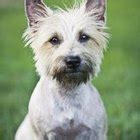 Cairn Terrier Dog Grooming Tips | Pets - The Nest