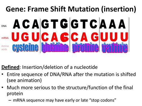 Frameshift Mutation Animation