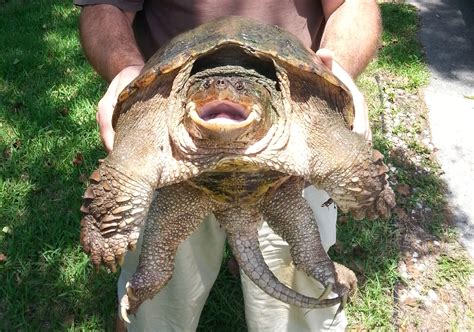 Large snapping turtle caught in Jette | The Bulletin