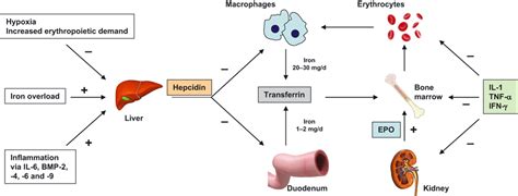 Anemia Of Chronic Disease