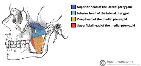 The Muscles of Mastication - Attachments - Actions - Innervation - TeachMeAnatomy