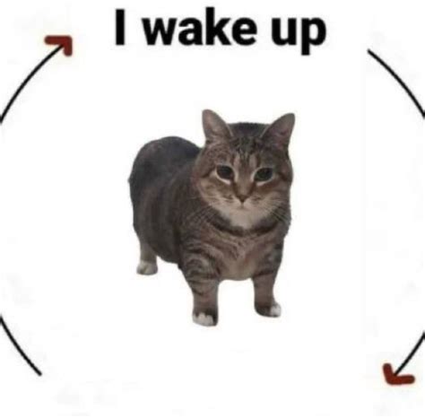 i wake up cat Blank Template - Imgflip