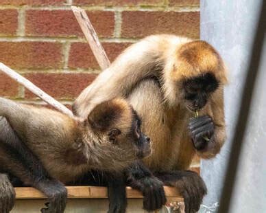 Spider Monkey - Connecticut's Beardsley Zoo