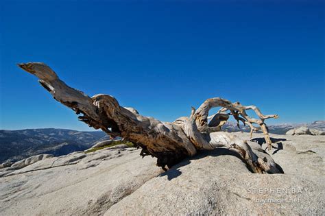 Photo: Fallen Jeffrey Pine on Sentinal Dome. Yosemite National Park ...