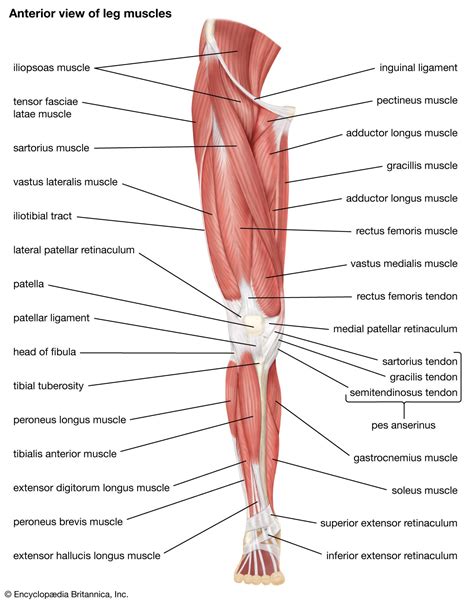Quadriceps femoris muscle | Quadriceps, Femur, & Knee Joint | Britannica