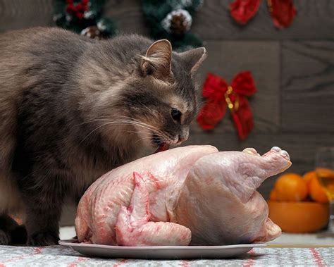 Can Cats Eat Raw Chicken? Read on - the answer might surprise you #cat ...