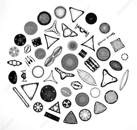 50 diatom species arranged - Stock Image - C027/8053 - Science Photo Library