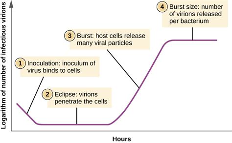 6.2: The Viral Life Cycle - Biology LibreTexts